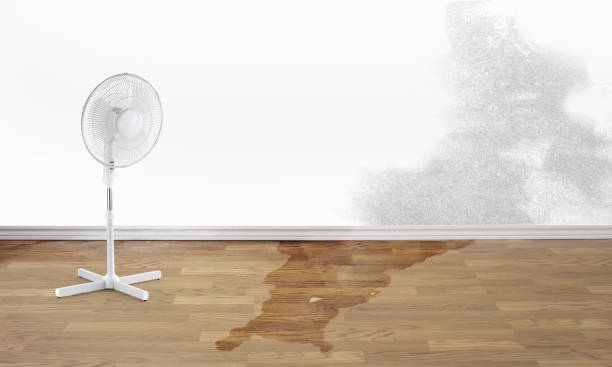 Best Water damage mitigation services  in Verdi, NV